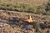 TANZANIA - Serengeti National Park - Leoni Lions - 23